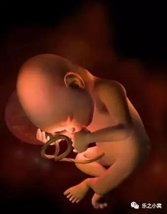 孕期胎儿成长图鉴,孕期胚胎成长图片