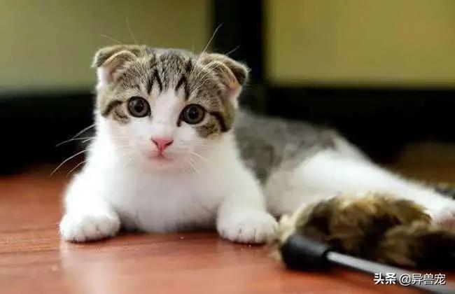 猫咪的日常护理知识,猫咪的日常生活