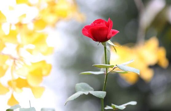玫瑰花叶子发黄怎么办,玫瑰花叶子发黄的解决方法
