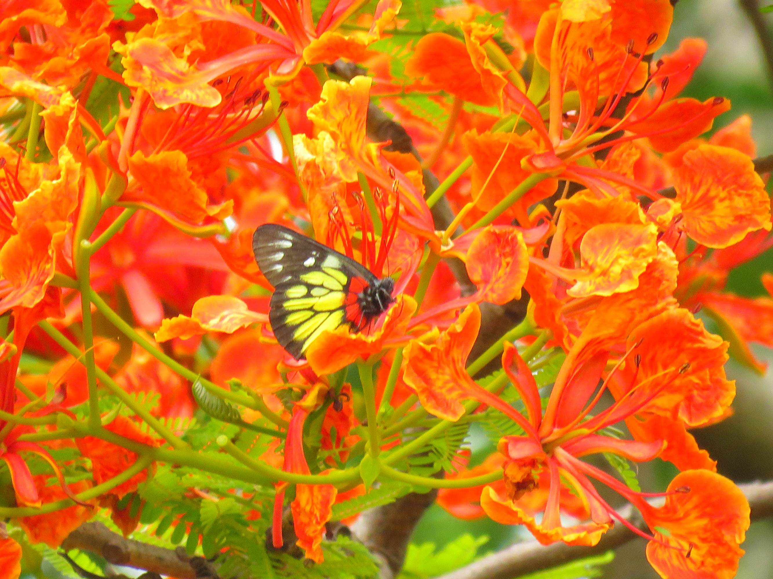 毕业季的凤凰花和栀子花,毕业季凤凰花开的时候