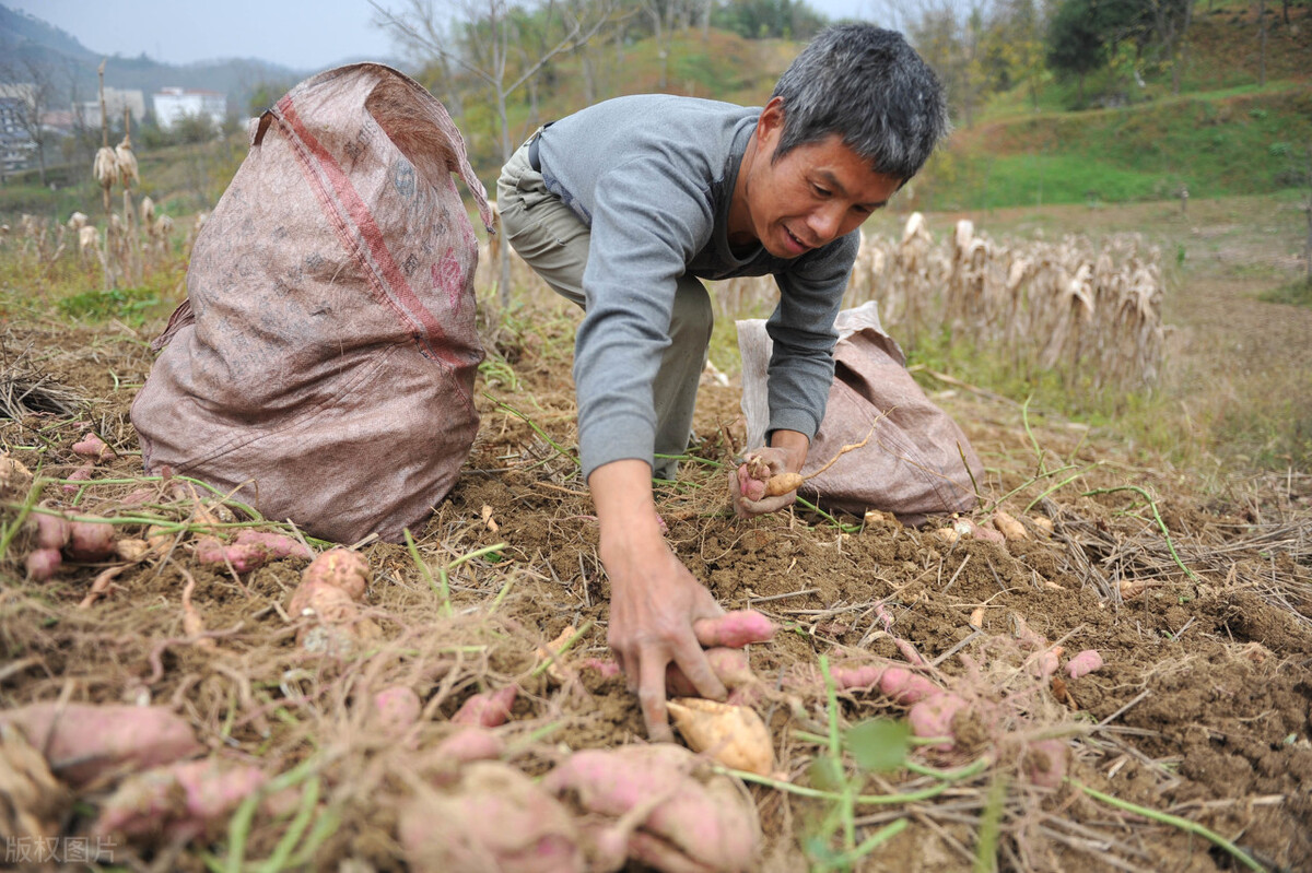 老瓜怎么保存能长久,切开的白瓜怎么保存