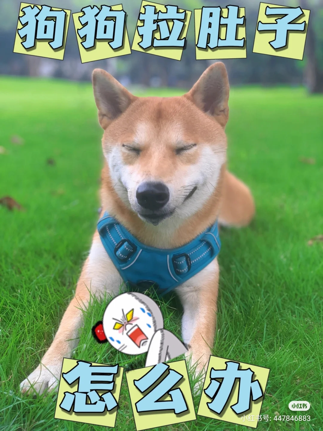 养狗怎么解决狗狗拉屎的问题,养狗呕吐怎么办