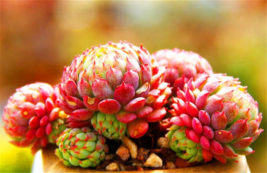 多肉中的“萌宠小萝莉”，养护注意这3点，娇俏可爱，颜色粉嫩