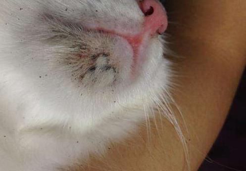 辟谣猫咪弓形虫,猫癣结痂了以后还会具有传染性吗