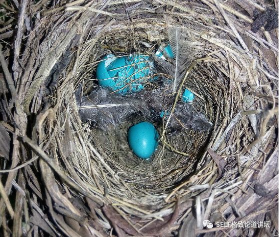 科学家如何观察植物,鸟类的研究方法