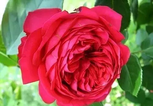 每天学习一点点各种花代表的花语,每天学习一朵花知识