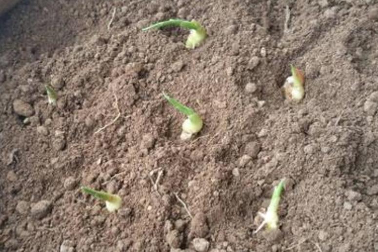 在家阳台种生姜对风水运气好不好,家庭阳台种生姜影响风水吗