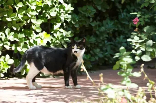 遇见流浪动物怎么办,遇见流浪狗怎么救助