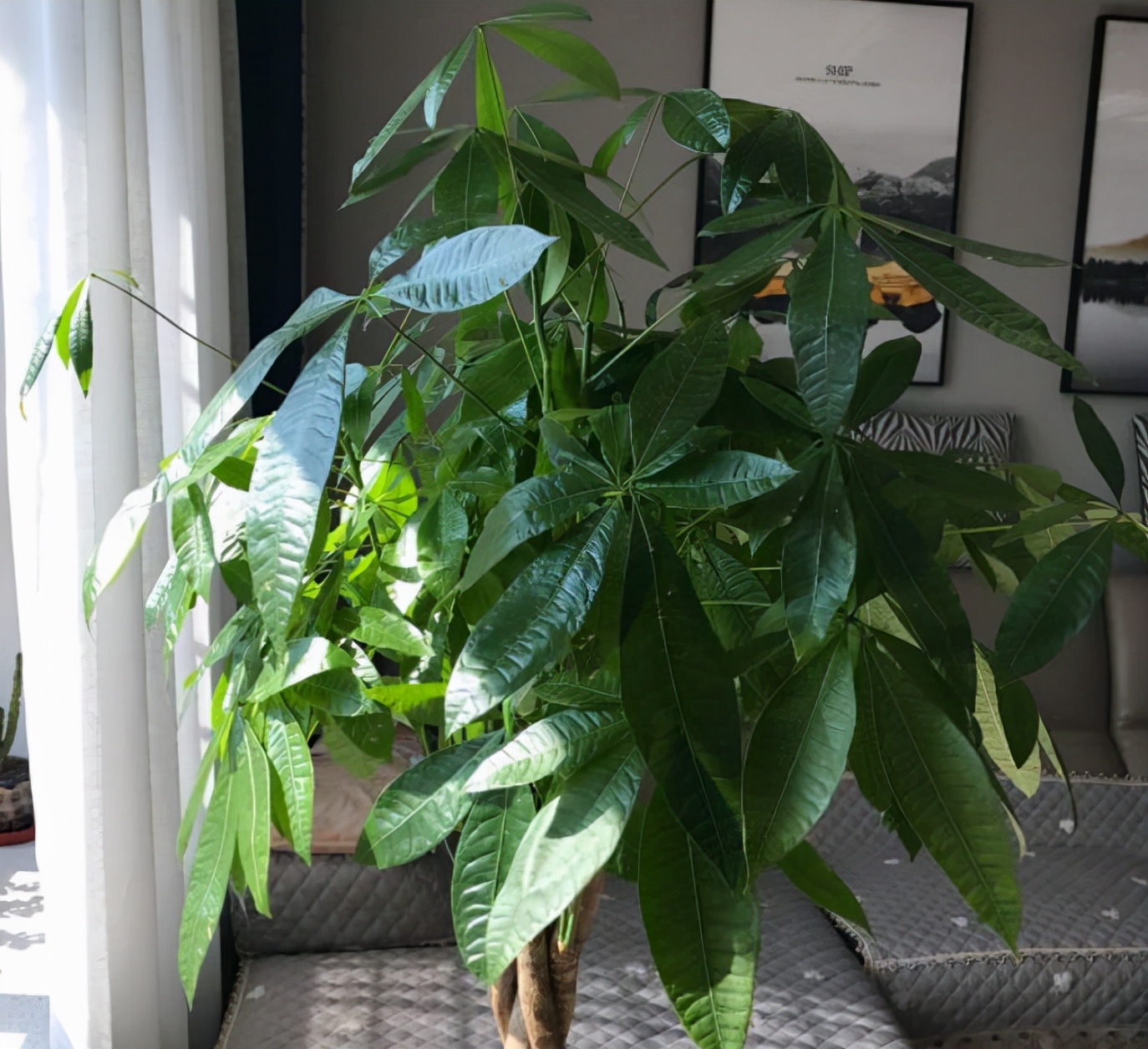 栀子花和发财树的夏季养法,栀子花树怎么养才能让叶子油亮