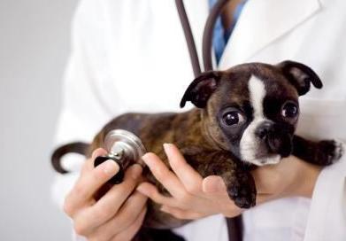 狗狗换毛季秃了,狗狗换毛期身上长斑怎么回事