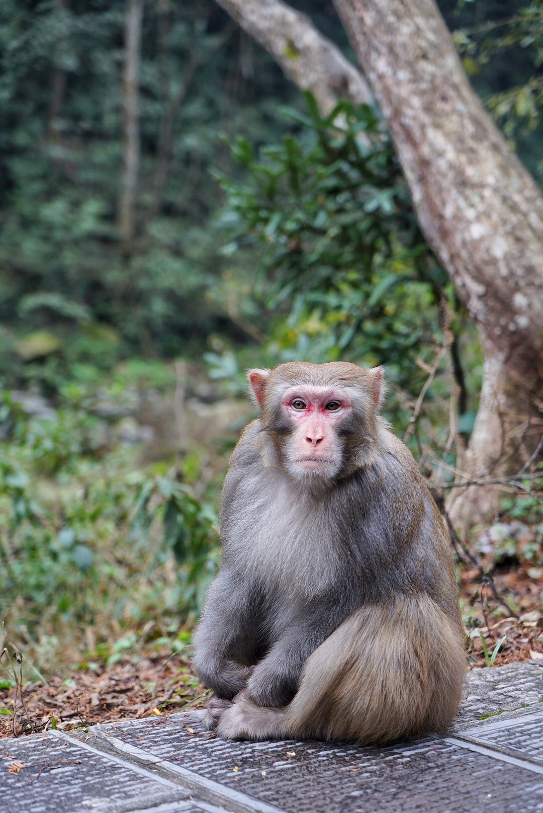张家界雪季攻略,冬天湖南张家界攻略