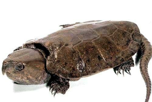 龟类分类大全图片,龟类的种类及图片大全