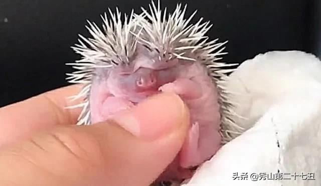 女子抓起小刺猬，直接放嘴里，以为要吃了它，结果却不太一样