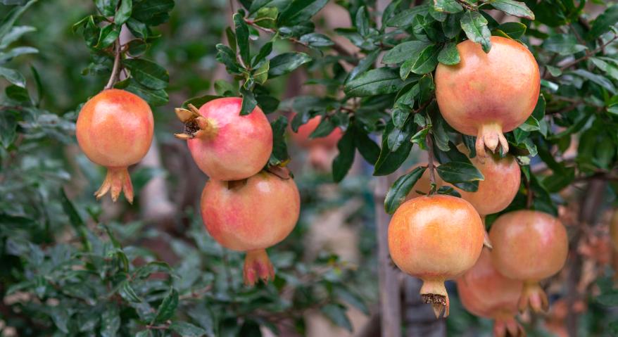 石榴树裂果管理方法,防石榴裂果最简单的方法