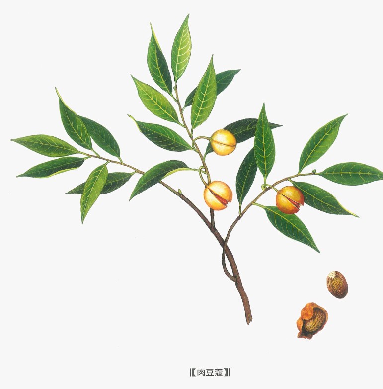 中药肉豆蔻和桂皮,中药材肉豆蔻来源