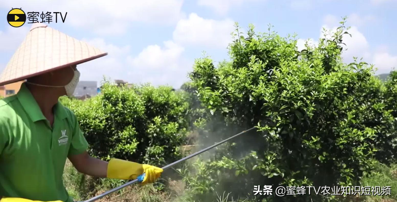 2.4-d用什么溶解,2-4d用什么来稀释