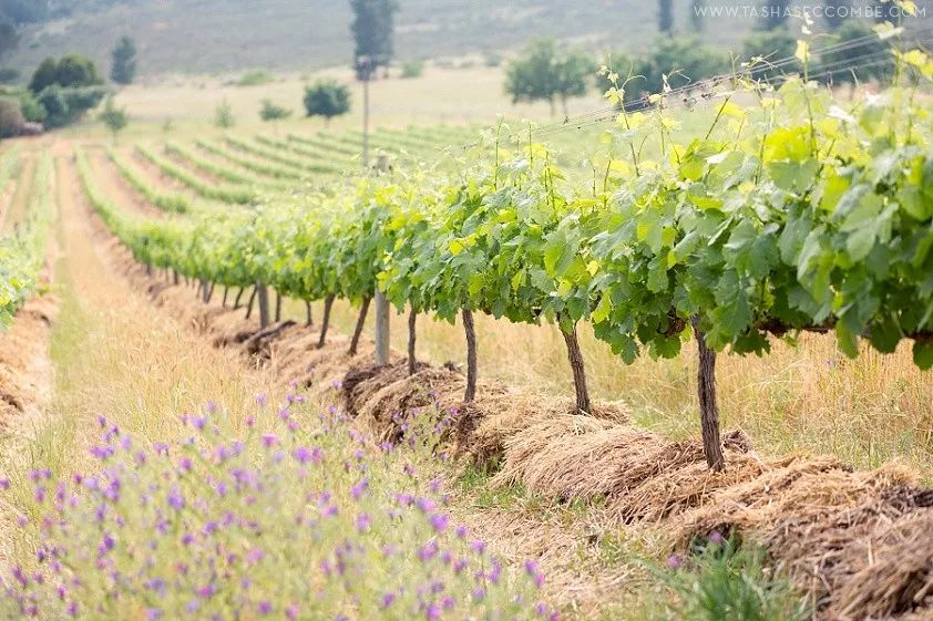 南非红酒最好的酒庄是哪个,南非红酒最好的酒庄排名