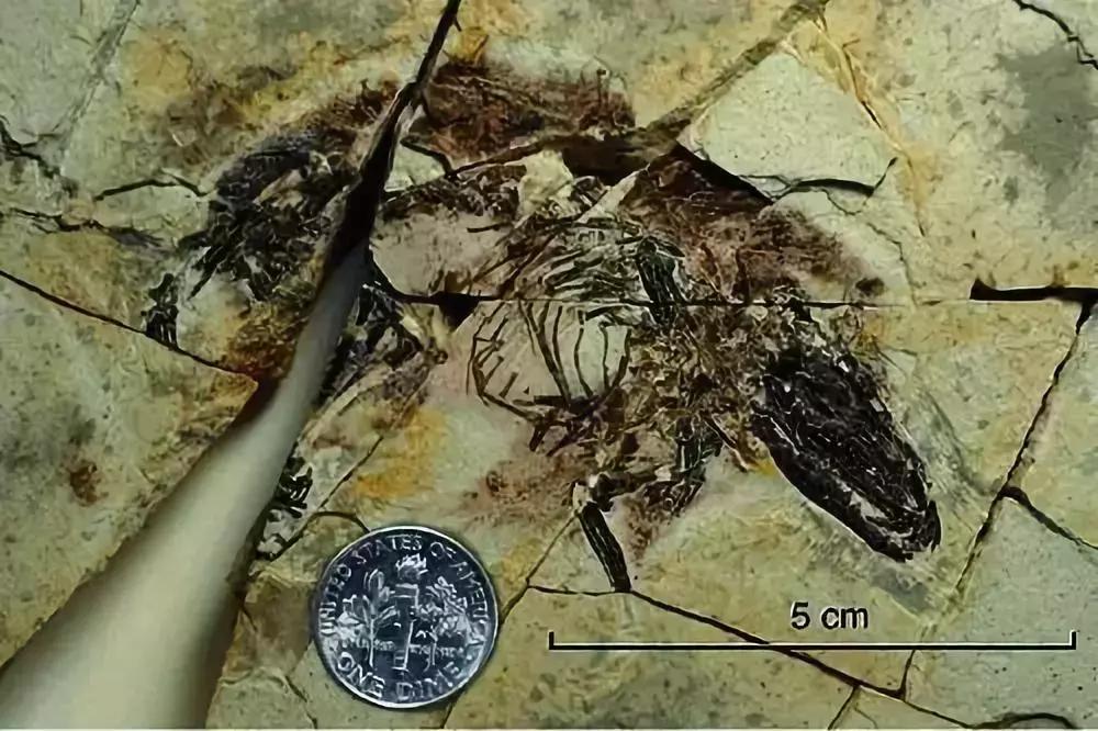 灭绝物种什么罪,灭绝动物的报应