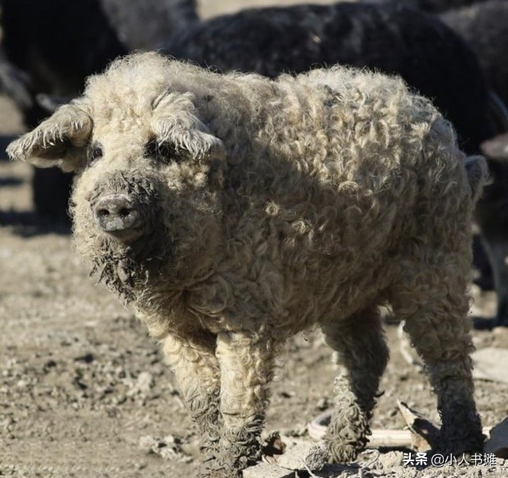 17张能让你发笑的动物照片,拒绝摆拍2019年最搞笑的动物照片