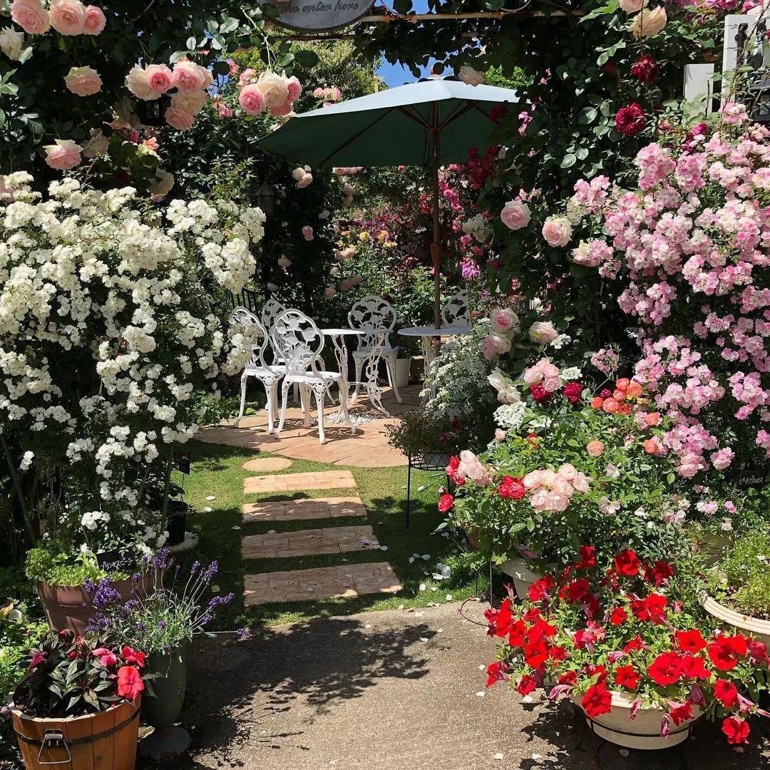 太毒了！“别人家”的月季花园，美到让人窒息