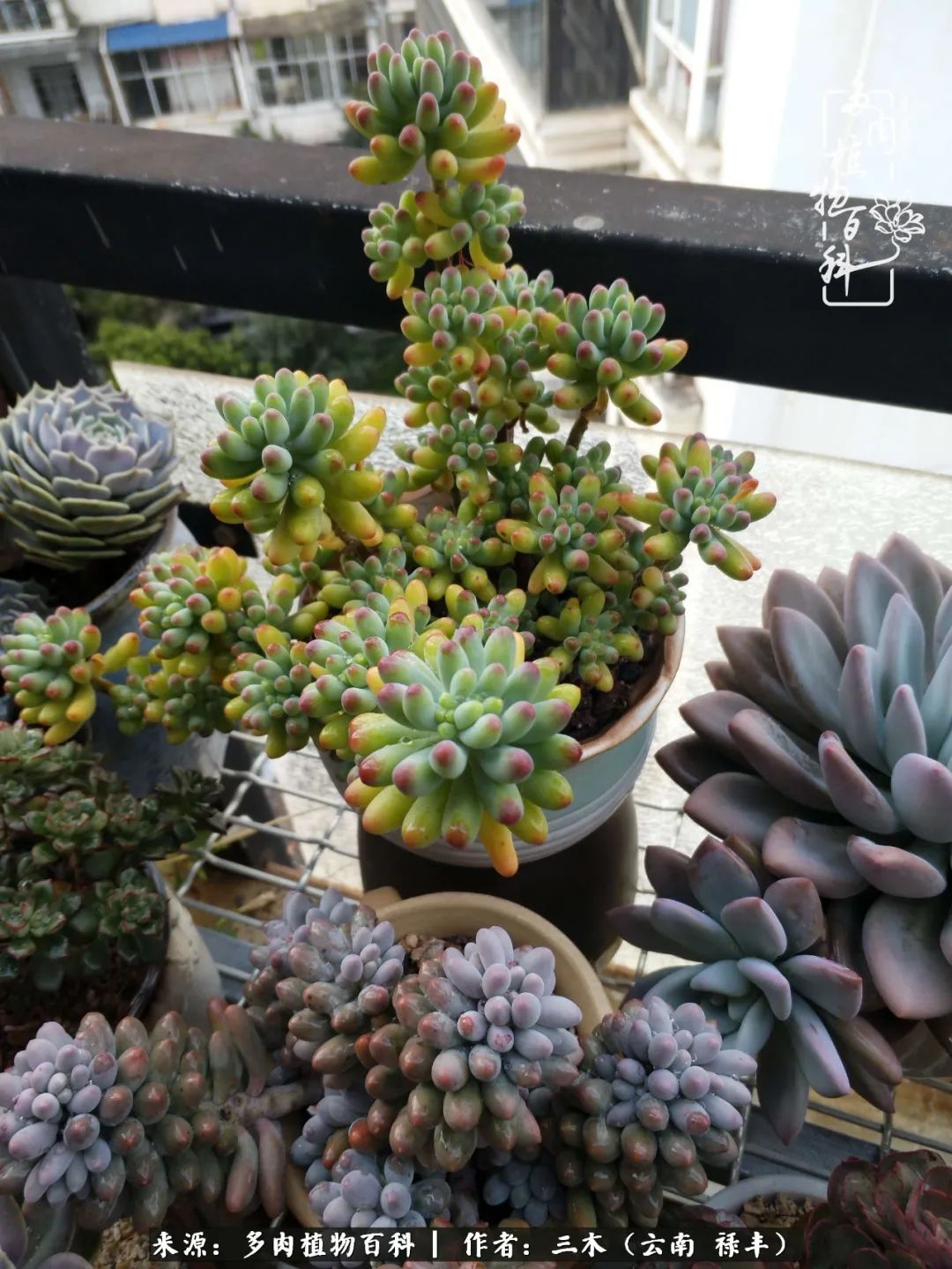 结缘多肉，阳台这一亩三分地就是我的世外桃源
