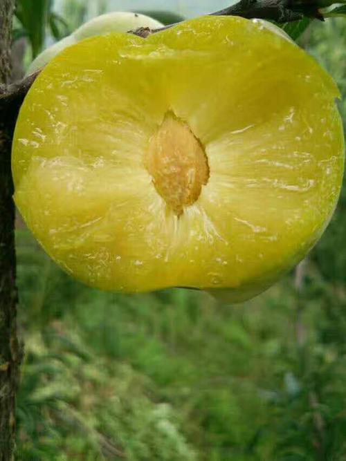 李子流胶病用什么药治最好,李子果实流胶怎么治