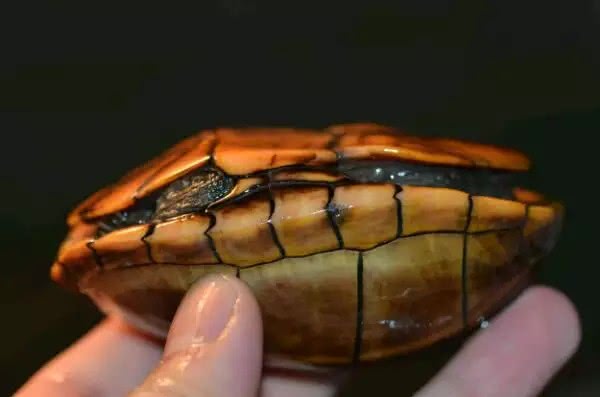 治愈观赏龟,龟宠知识