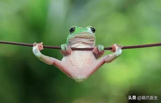 真正的摄影艺术，不是把猫绑在绳子上扔着飞起来