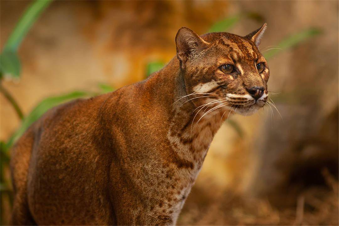 咪哆农场揭秘猫的历史，各地的猫都是同一个祖先吗？