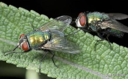 如何去除养殖场的苍蝇,夏天苍蝇多教你一招灭苍蝇
