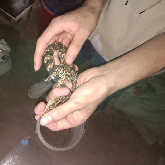 鳄鱼被放生有什么后果,广东一男子钓鱼钓到鳄鱼然后报警