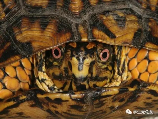 锦上添花浓淡相宜,花龟的发色