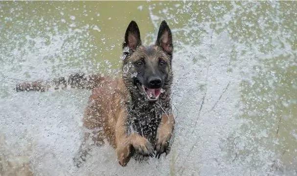 还分不清马犬和德牧的区别？搞清这些，你就再也不会犯傻啦