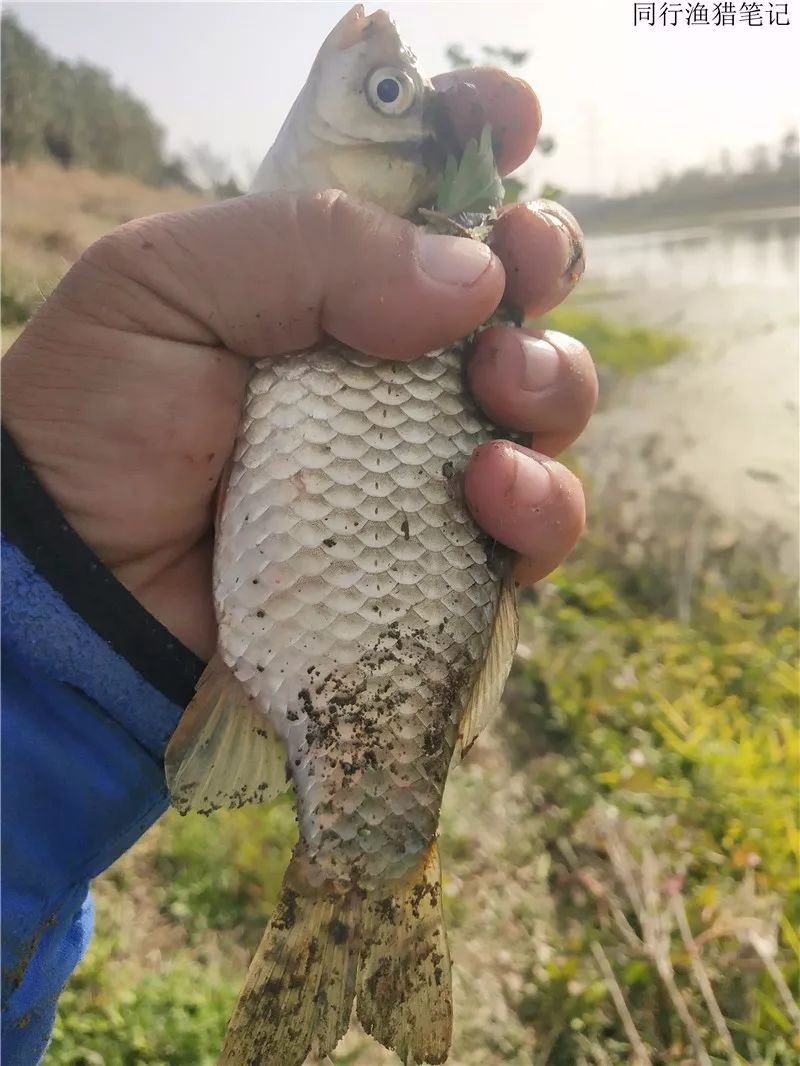 2019钓鲫鱼视频全集,钓鲫鱼的笔记