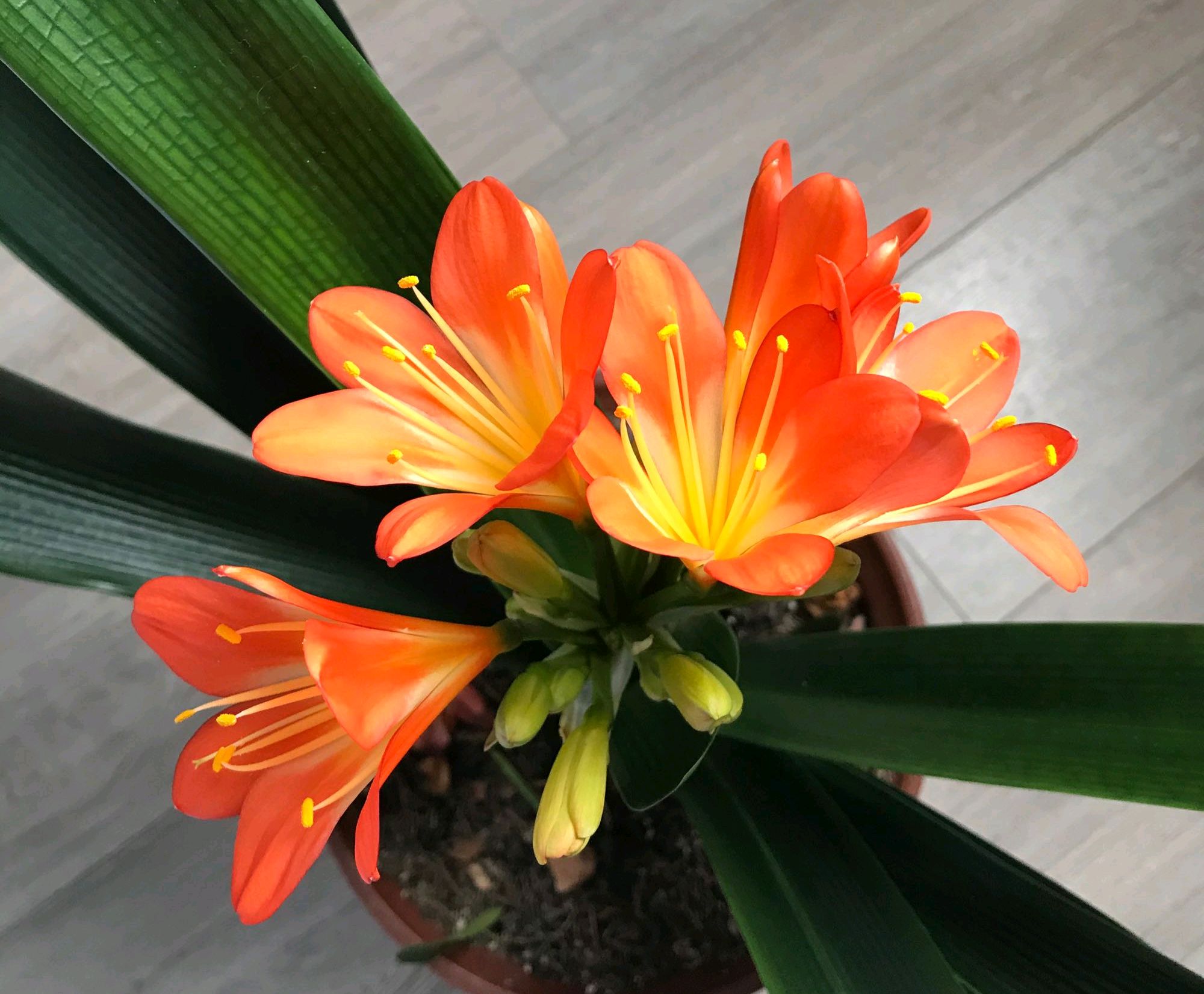 君子兰严重烂根如何发根,君子兰烂根可以用珍珠岩发根吗