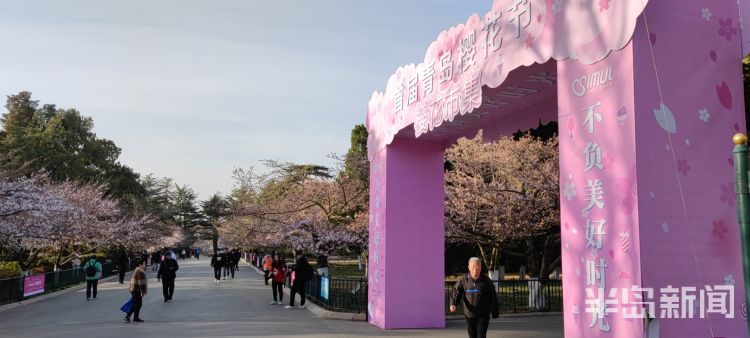 青岛看樱花地方有哪些景区,青岛春天必打卡的樱花胜地