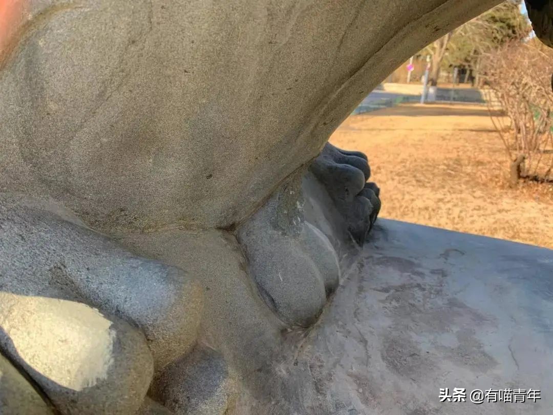 北大石狮子绝育事件,北大石狮子修复了吗