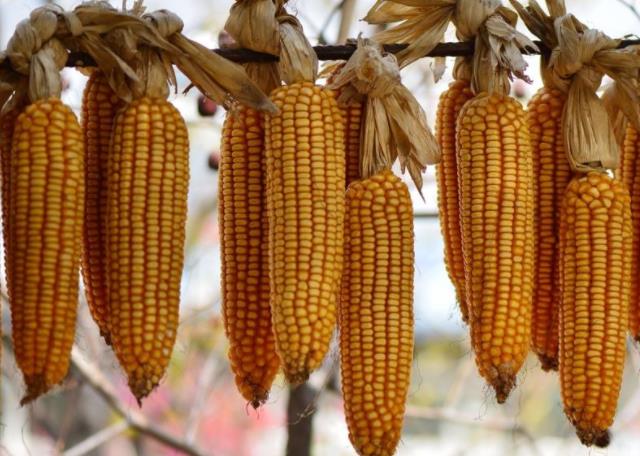 猪霉菌毒素中毒的偏方,小猪霉菌毒素中毒怎么办