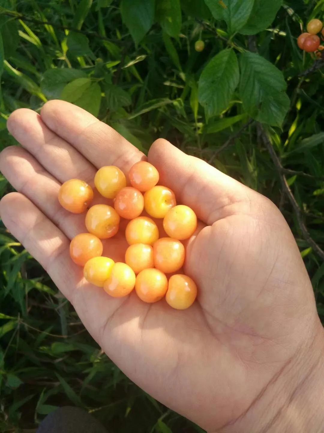 最真实的驾考感言,满满的回忆感言