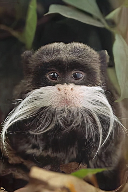 10大长相比较奇怪的动物,你认识多少种长相奇怪的动物