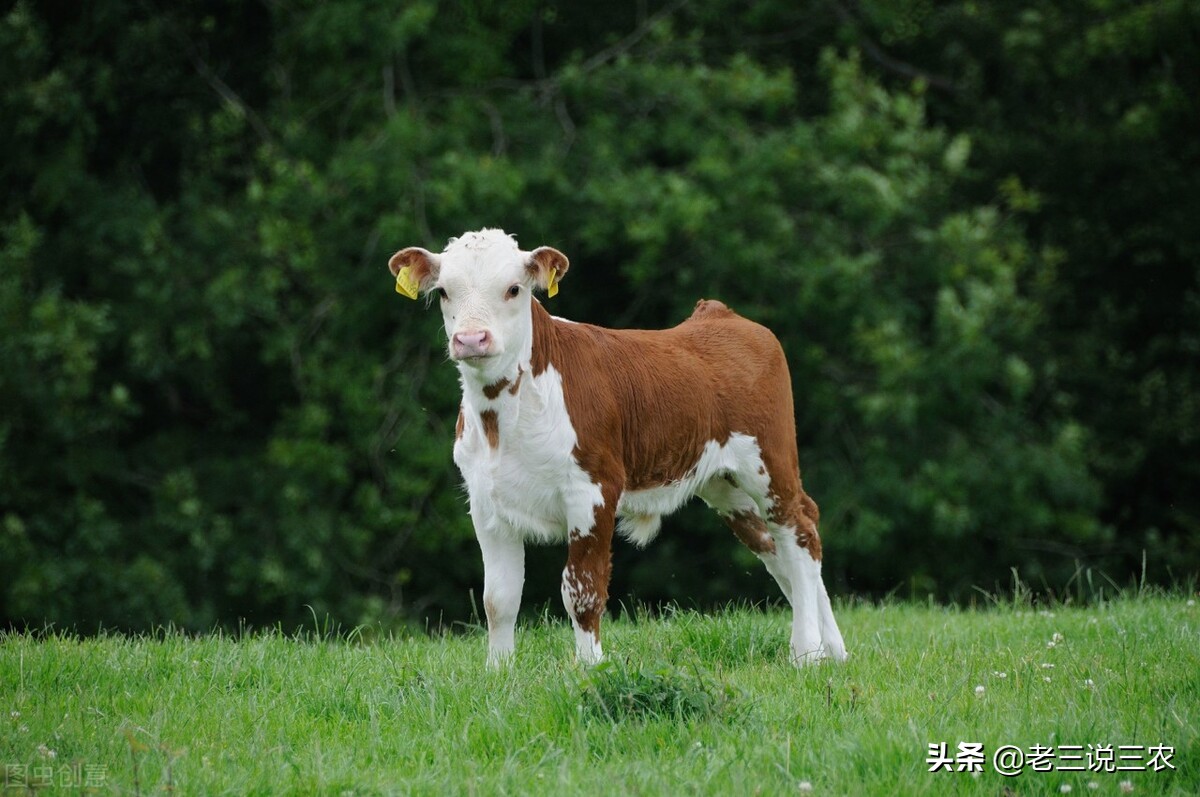 牛生完宝宝胎衣不下来怎么解决,牛胎衣长时间不下打缩宫素有用吗