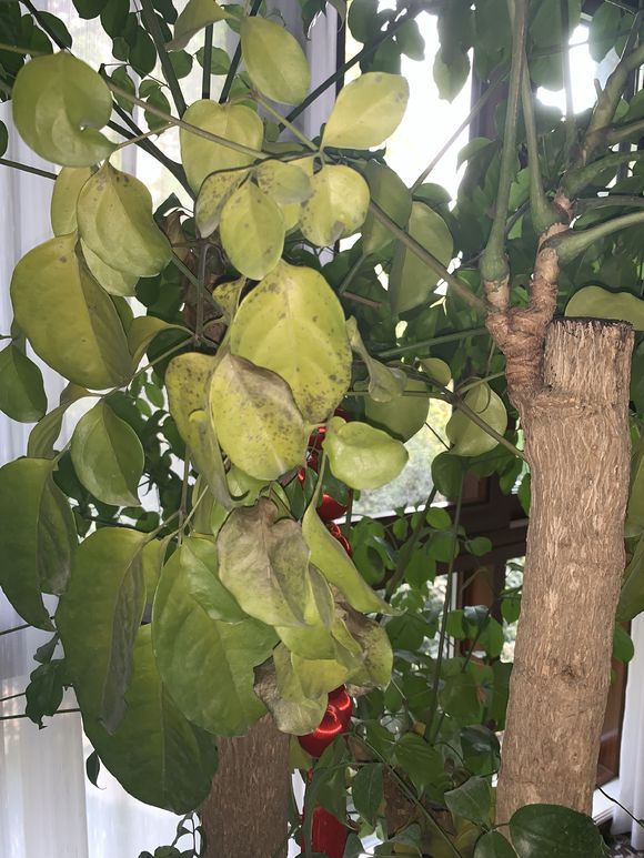 幸福树叶子发黄干枯落叶怎么补救,幸福树叶子发黄怎么养护