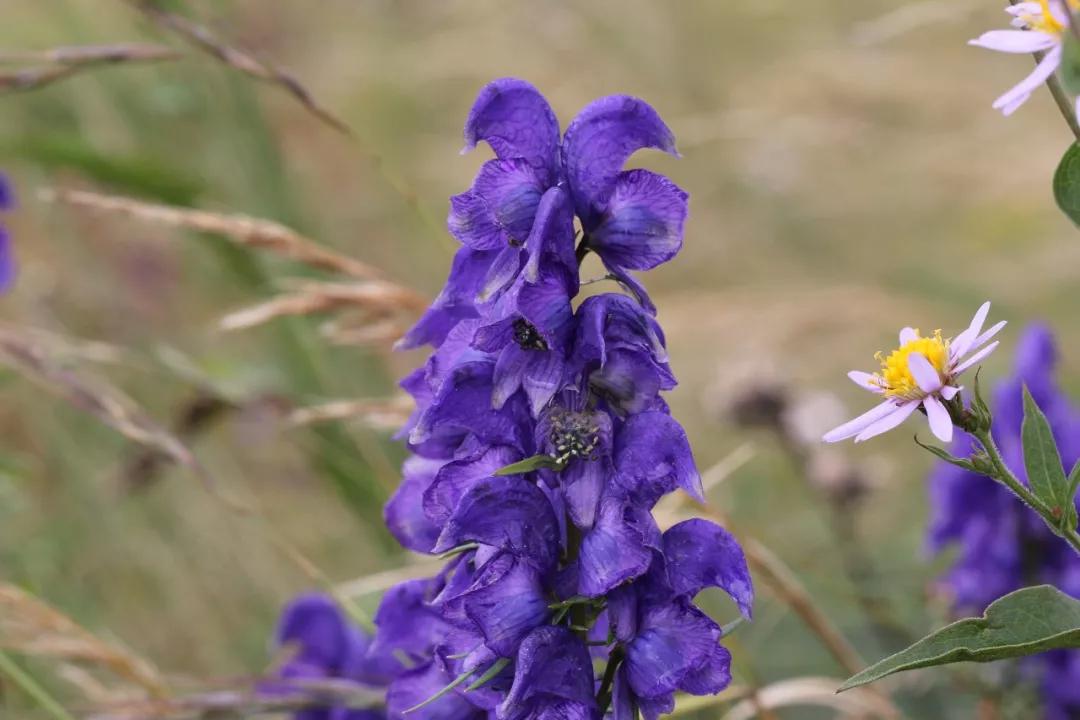 冬天常见中药植物图片及功效,花期长的草本植物图片
