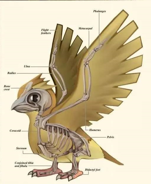 精灵宝可梦dp卡比兽,精灵宝可梦0.1