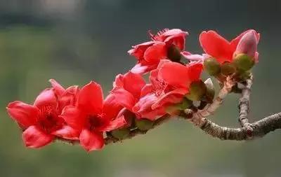 拍摄花的花语,100种摄影基础美学