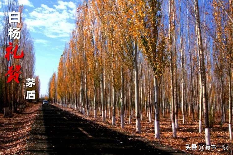 茅盾白杨礼赞原文,茅盾白杨诗