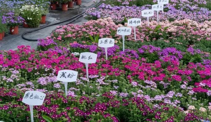 双流空港秘密花园,双流不要门票的公园