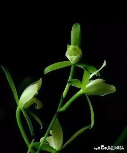 普宁铁山兰有什么故事,广东普宁铁山兰是什么东西