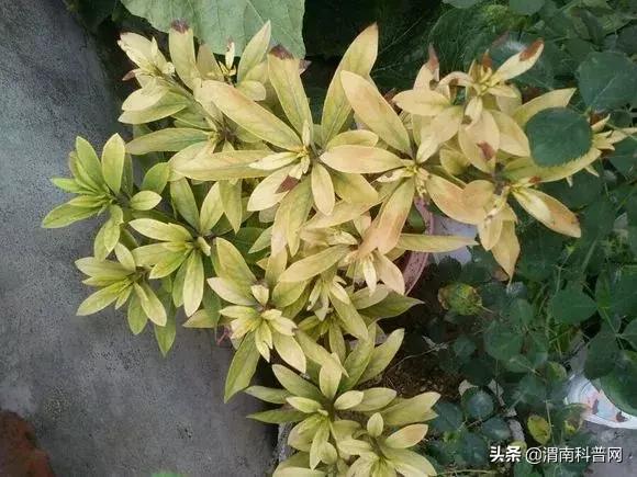 妞嶇墿鍡栧棖闀跨垎鐩嗕笉榛勫彾,鍏绘鐗╀竴涓槦鏈熶笉姝荤殑绉樻柟