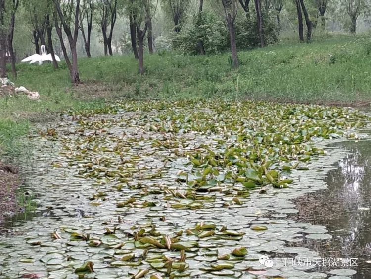 天鹅湖牡丹园景区,天鹅湖景区怎么样